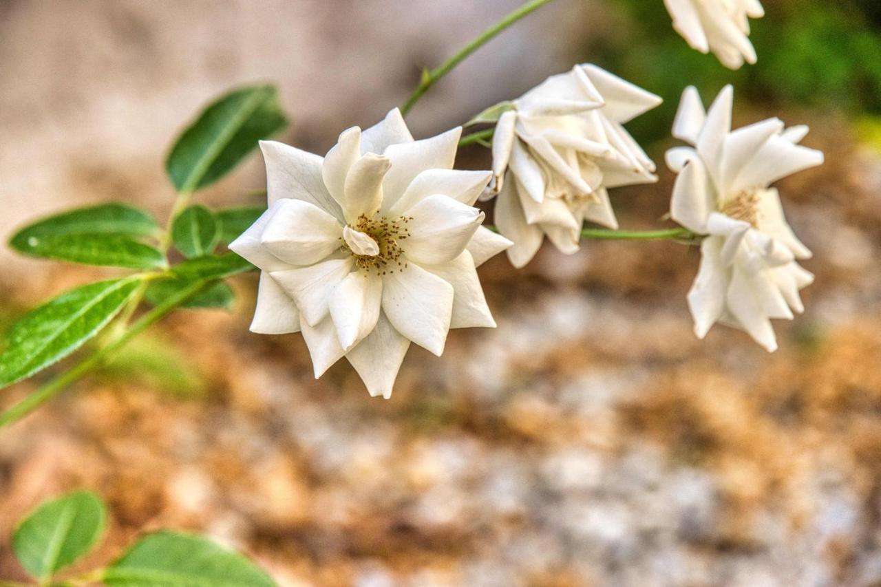 Giardino Dei Lenti Ξενοδοχείο Μπάρι Εξωτερικό φωτογραφία