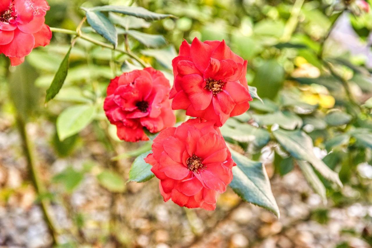 Giardino Dei Lenti Ξενοδοχείο Μπάρι Εξωτερικό φωτογραφία